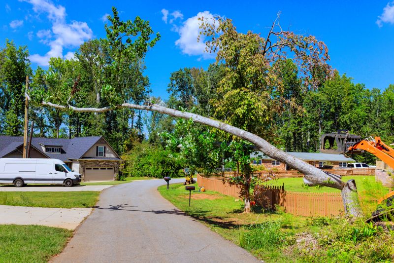 Contact About Tree Removal