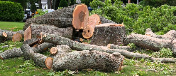 Large Tree Removal in Tyler