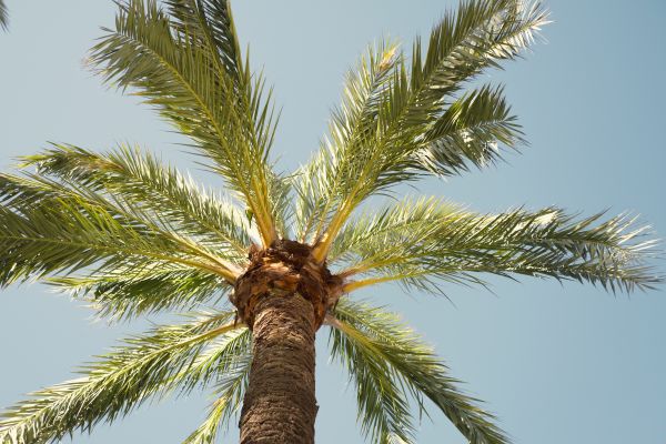 Palm Tree Removal in Tyler