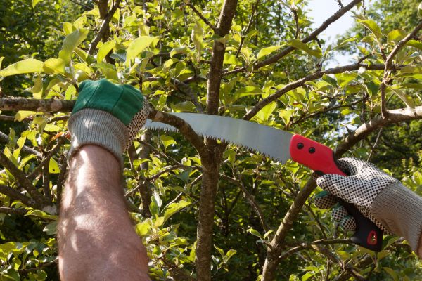 Small Tree Removal in Tyler