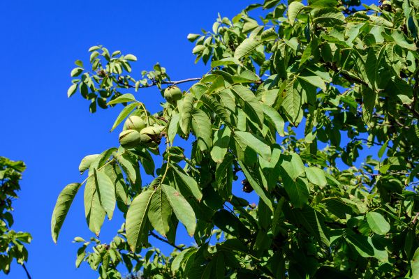 Cost of Walnut Tree Removal in Tyler