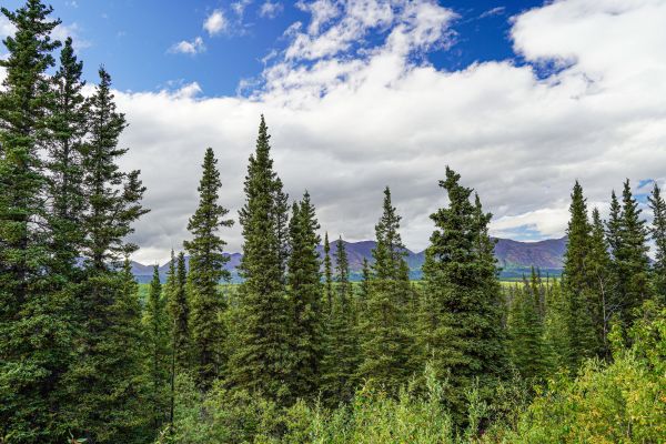 Cost of Spruce Tree Removal in Tyler