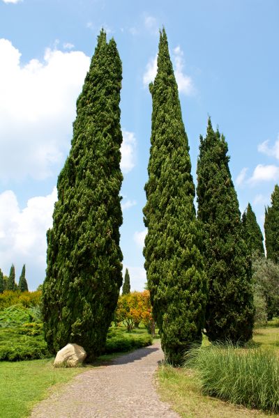Cost of Cypress Tree Removal in Tyler