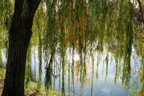 Cost of Willow Tree Removal in Tyler