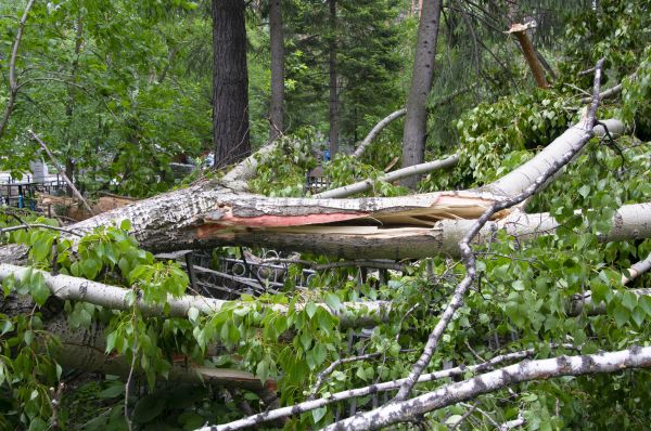 Cost of Birch Tree Removal in Tyler
