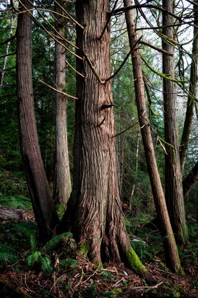 Cost of Cedar Tree Removal in Tyler