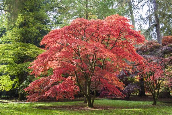 Cost of Maple Tree Removal in Tyler