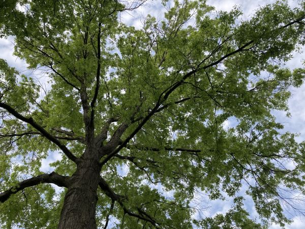 Cost of Oak Tree Removal in Tyler