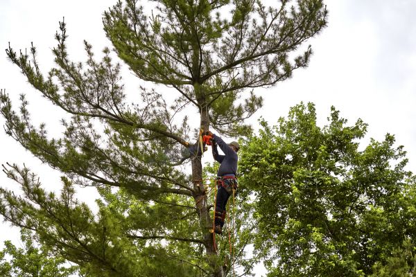 Cost of Pine Tree Removal in Tyler