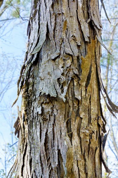Cost of Hickory Tree Removal in Tyler