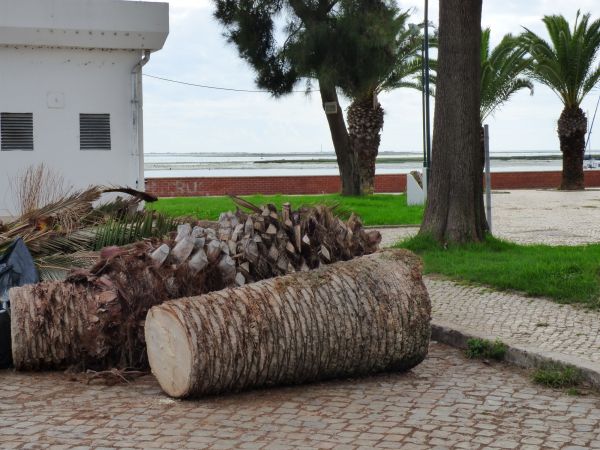 Palm Trees Removal in Tyler