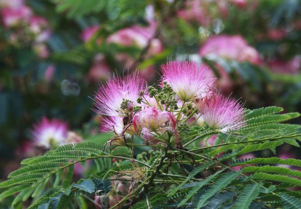 Cost of Mimosa Tree Removal in Tyler