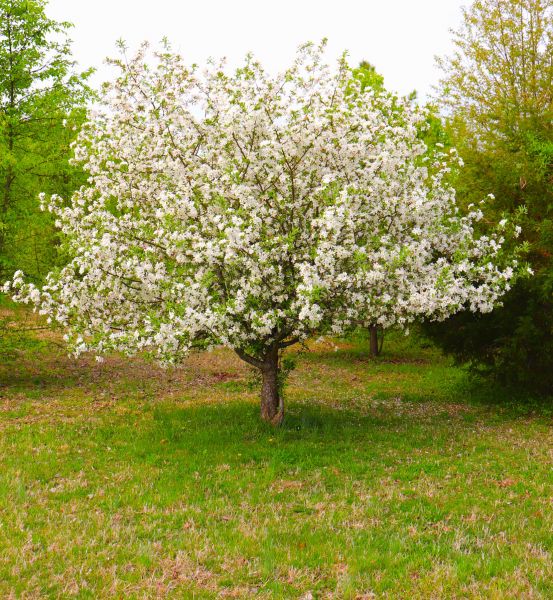 Cost of Dogwood Tree Removal in Tyler