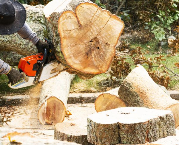 Tree Removal Service in Tyler