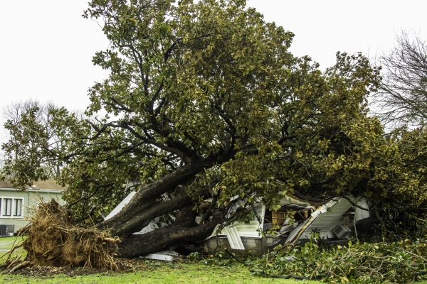 Fallen Tree Removal in Tyler