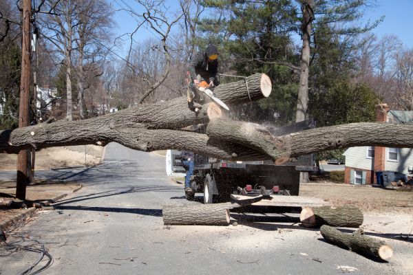 Cost of Residential Tree Removal in Tyler