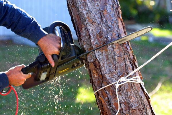 Dead Tree Removal in Tyler