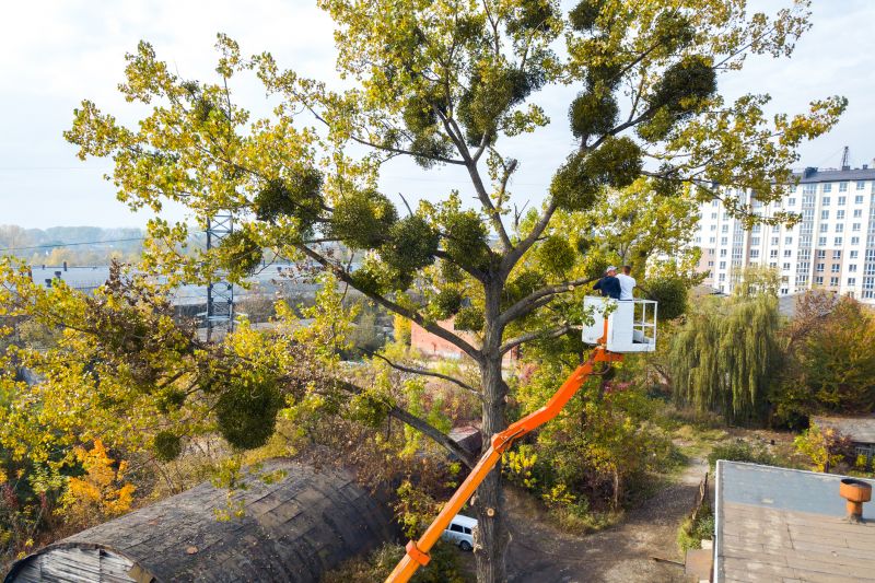 Cherry Tree Removal