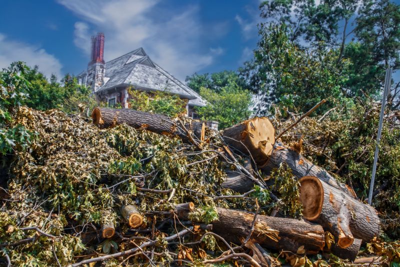 Dead Tree Removal