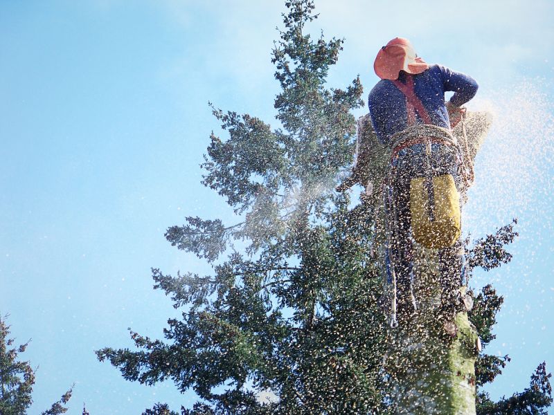 Dogwood Tree Removal