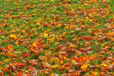 Autumn Leaf Coverage