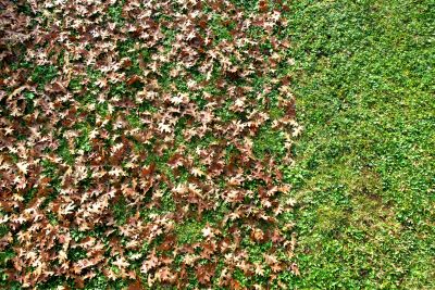 Seasonal Yard Maintenance