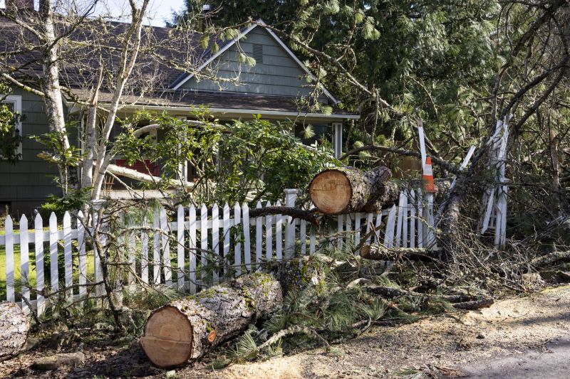 Fallen Tree Debris Cleanup