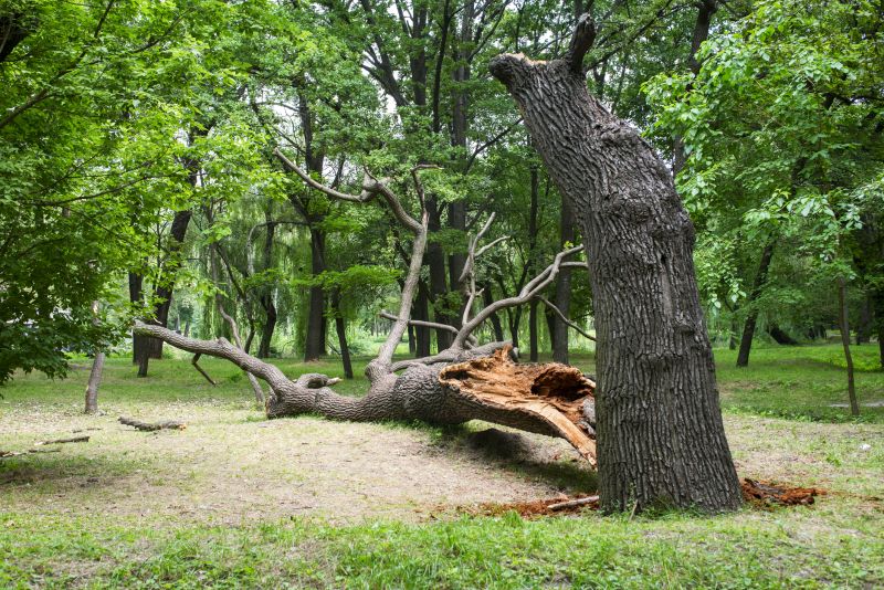 Storm Damage Tree Clearing