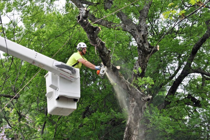 Tree Cutting and Lifting