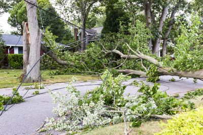 Fallen Tree Disposal