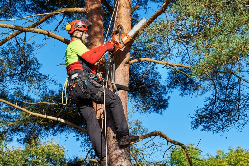 Tree Climber at Work