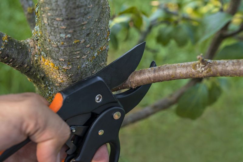 Tree Removal in Winter