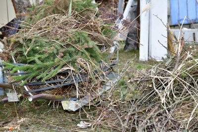 Spring Tree Cutting