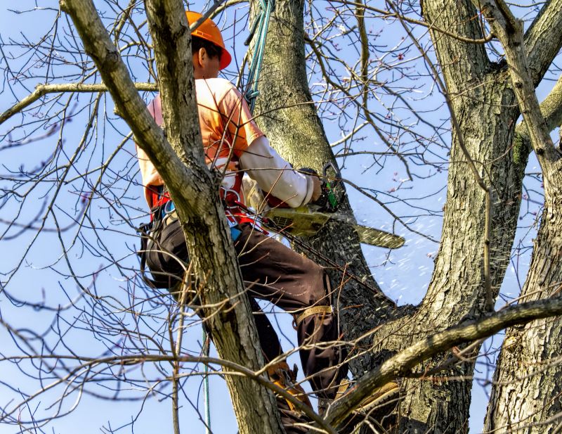Tree Cutting in Progress