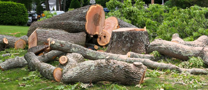Spring Tree Removal