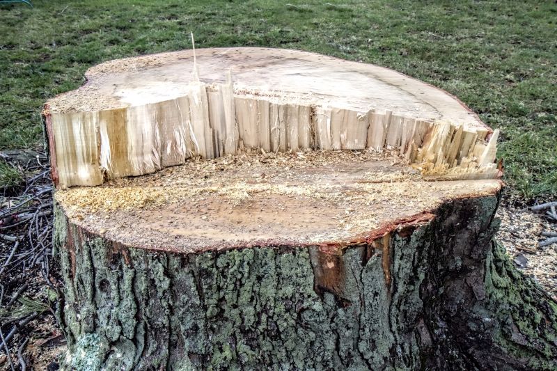 Summer Tree Removal